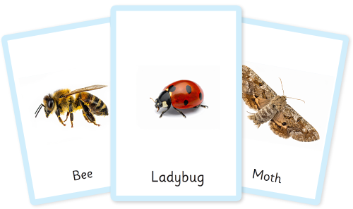 Insects flashcards